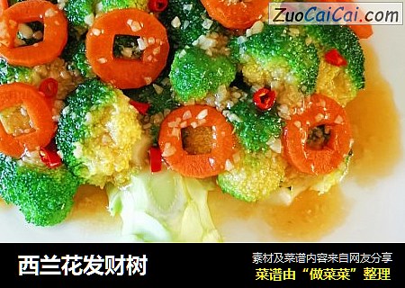 西兰花发财树