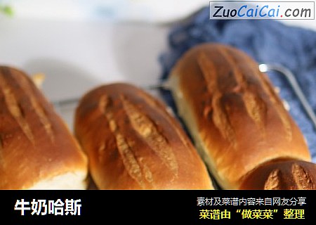 牛奶哈斯