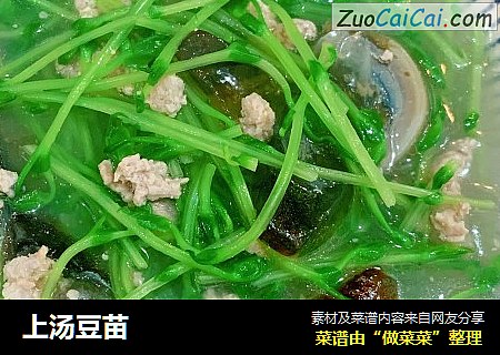 上汤豆苗