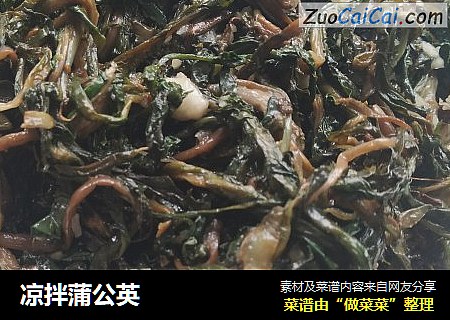 凉拌蒲公英