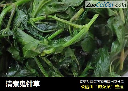 清煮鬼针草