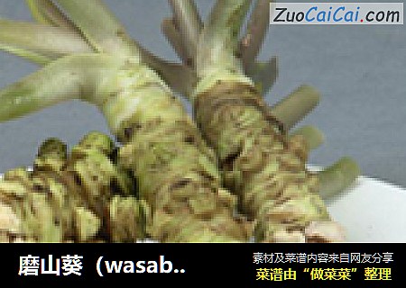 磨山葵（wasabi青芥辣）