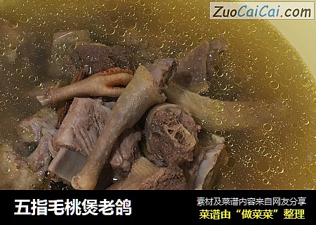 五指毛桃煲老鸽