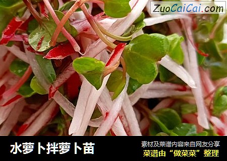 水萝卜拌萝卜苗