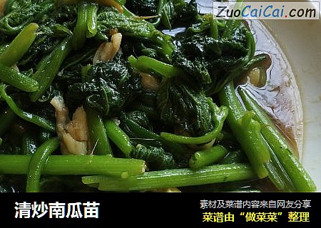 清炒南瓜苗