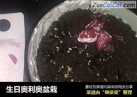生日奥利奥盆栽