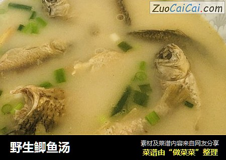 野生鲫鱼汤