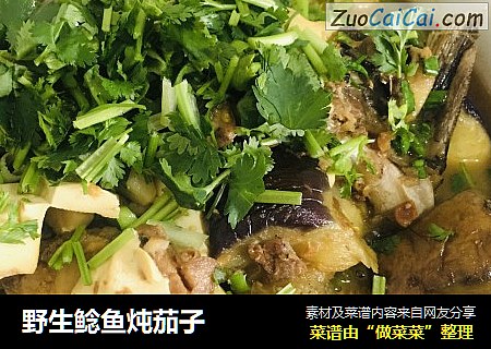 野生鲶鱼炖茄子