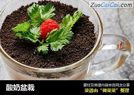 酸奶盆栽