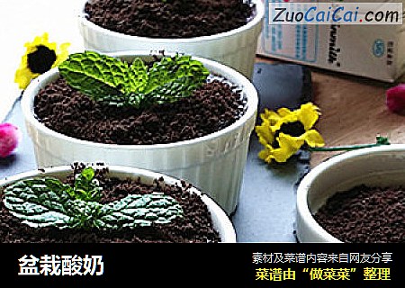 盆栽酸奶