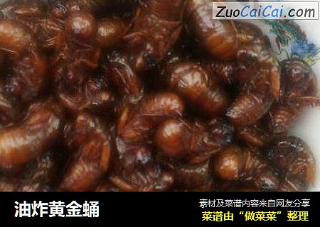 油炸黄金蛹