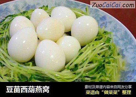 豆苗西葫燕窝