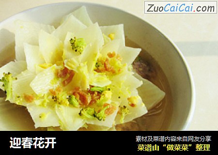 迎春花开