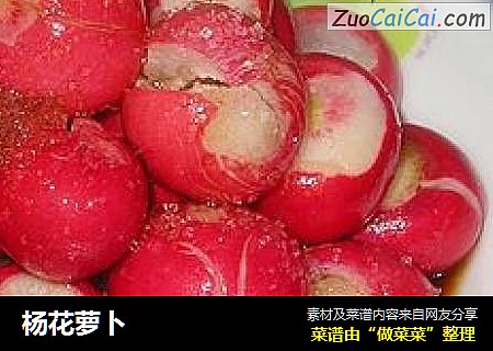 杨花萝卜