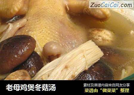 老母鸡煲冬菇汤