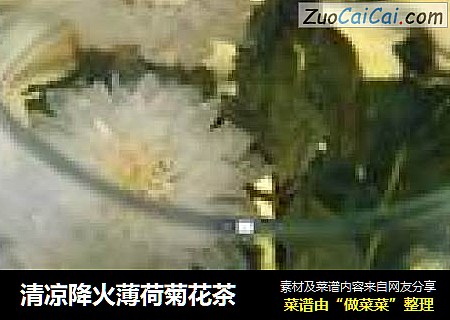 清凉降火薄荷菊花茶