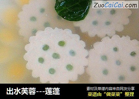 出水芙蓉---莲蓬