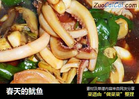 春天的鱿鱼