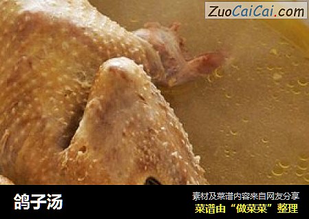 鸽子汤