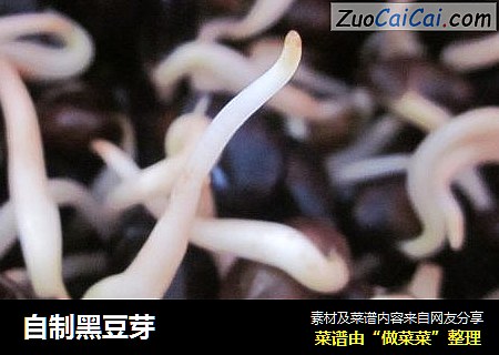自制黑豆芽