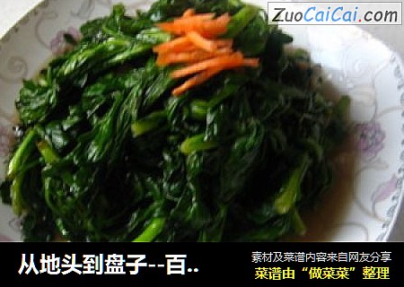 从地头到盘子--百分百绿色健康食疏 茼蒿变身记