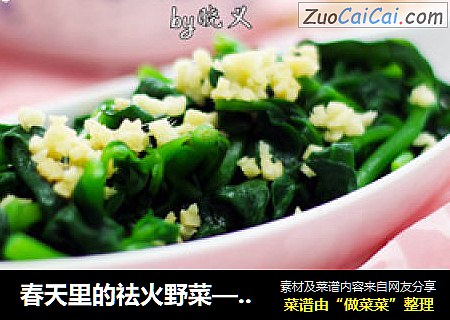 春天里的祛火野菜——姜末穿心莲