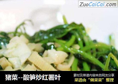 猪菜--酸笋炒红署叶