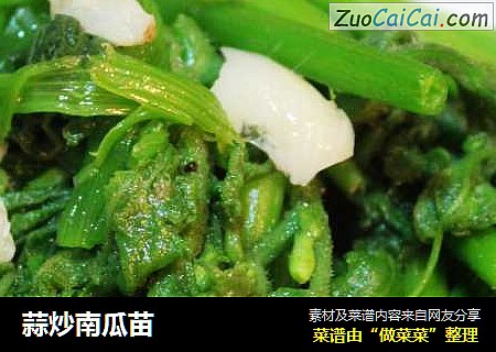 蒜炒南瓜苗