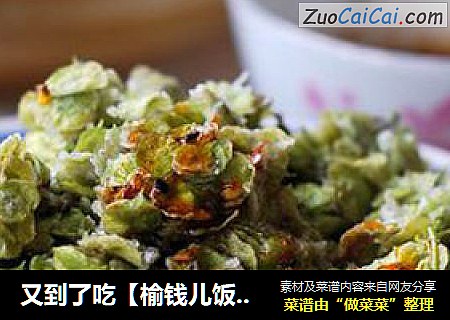又到了吃【榆钱儿饭】的季节喽！