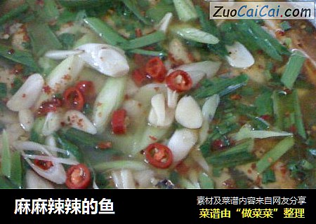 麻麻辣辣的鱼