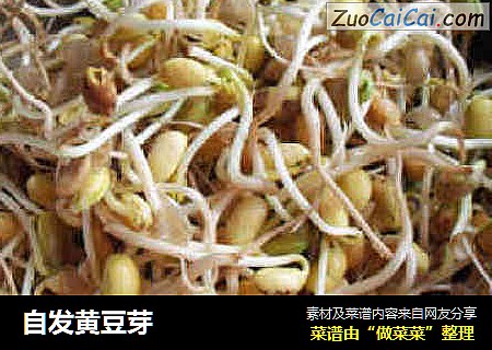 自发黄豆芽