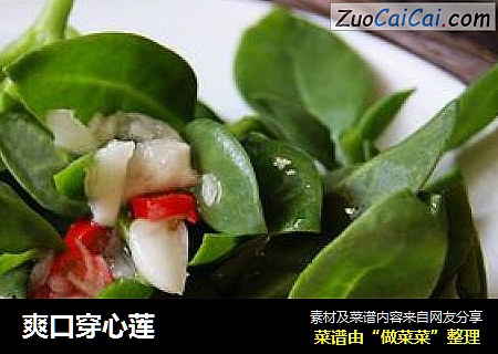 爽口穿心莲