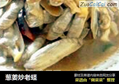 葱姜炒老蛏