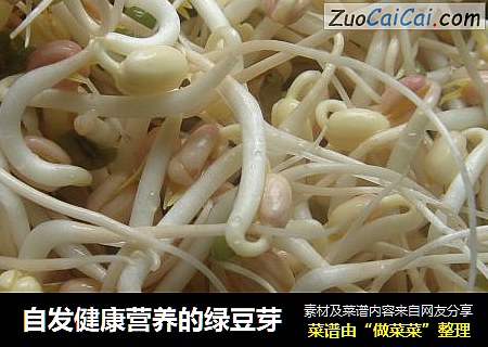 自发健康营养的绿豆芽