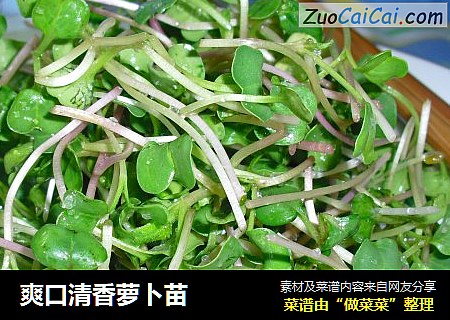 爽口清香萝卜苗
