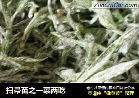 扫帚苗之一菜两吃