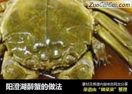 阳澄湖醉蟹的做法