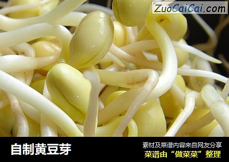 自制黄豆芽