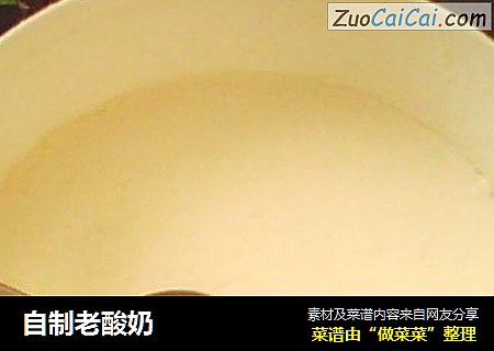 自制老酸奶