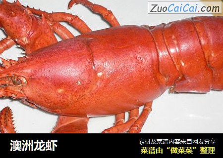 澳洲龙虾
