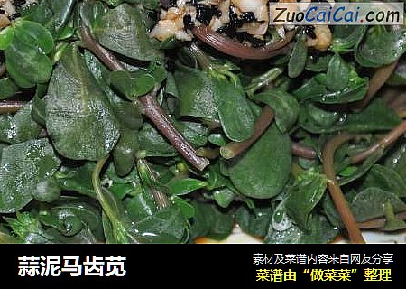 蒜泥马齿苋