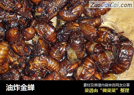 油炸金蝉