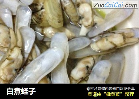 白煮蛏子