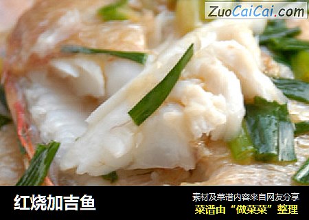 红烧加吉鱼
