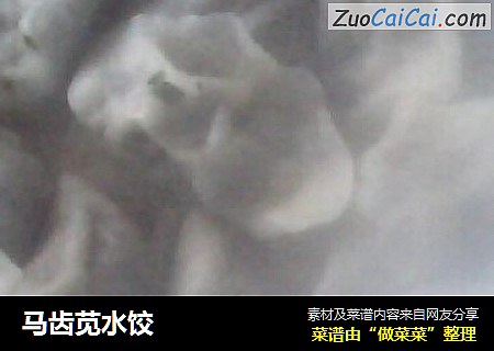 马齿苋水饺