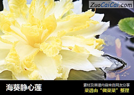 海葵静心莲