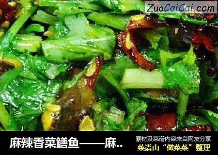 麻辣香菜鳝鱼——麻、辣、鲜、香好味道