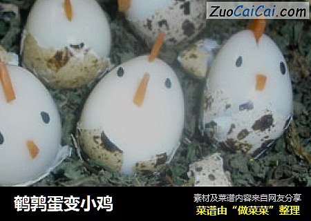 鹌鹑蛋变小鸡
