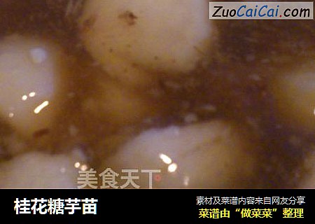 桂花糖芋苗