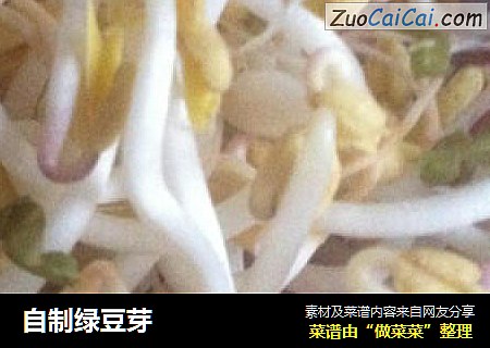 自制绿豆芽